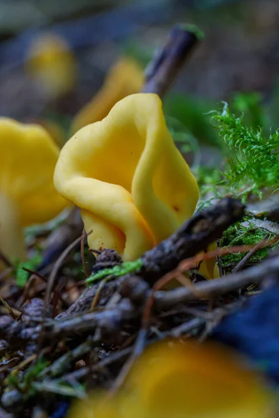 Leuchtend Gelbe Fruchtkörper Von Sowerbyella Imperialis Einer Seltenen Und Ungewöhnlichen — Stockfoto