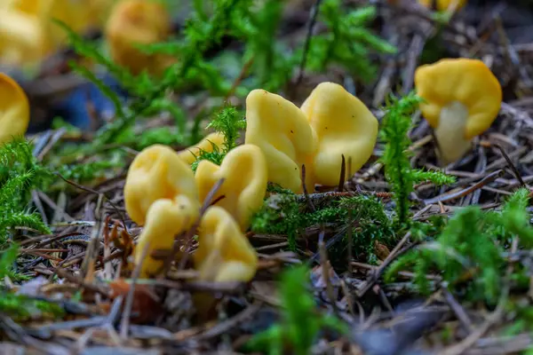 Bright Yellow Fruitbodies Sowerbyella Imperialis Rare Unusual Species Ascomycete Fungi — Stock Photo, Image
