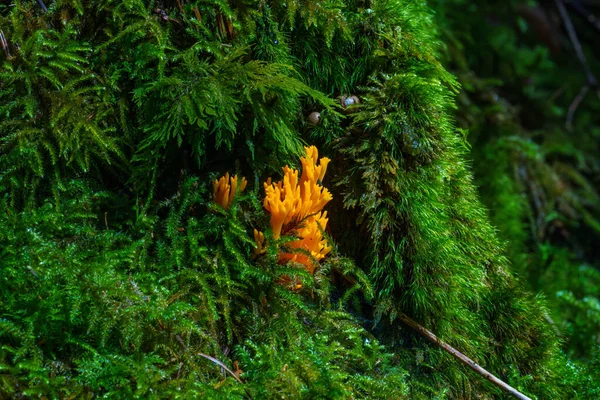 İnanılmaz orman mantarı aleve benziyor - Calocera viscosa