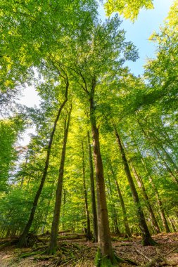 Güneşin yaprakların ve dalların arasında parladığı sonbahar ormanı. Doğa, ormancılık, habitat, çevre ve sürdürülebilirlik kavramları