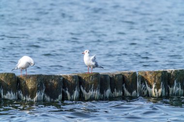 Baltık Denizi Polonya sahilinde martılar