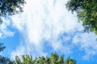 Güneşin yaprakların ve dalların arasında parladığı sonbahar ormanı. Doğa, ormancılık, habitat, çevre ve sürdürülebilirlik kavramları