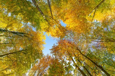 Batan güneşin yaprakların ve dalların arasında parladığı sonbahar ormanı. Doğa, ormancılık, ağaçlar, yaşam alanı, çevre ve sürdürülebilirlik kavramları, masaüstü