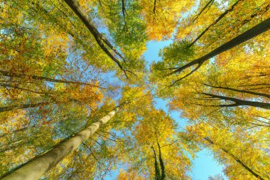 Batan güneşin yaprakların ve dalların arasında parladığı sonbahar ormanı. Doğa, ormancılık, ağaçlar, yaşam alanı, çevre ve sürdürülebilirlik kavramları, masaüstü