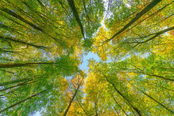 Floresta Outono Com Pôr Sol Brilhando Através Folhas Galhos Natureza Fotografias De Stock Royalty-Free