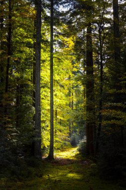 Batan güneşin yaprakların ve dalların arasında parladığı sonbahar ormanı. Doğa, ormancılık, ağaçlar, yaşam alanı, çevre ve sürdürülebilirlik kavramları, masaüstü