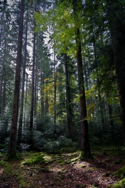 Batan güneşin yaprakların ve dalların arasında parladığı sonbahar ormanı. Doğa, ormancılık, ağaçlar, yaşam alanı, çevre ve sürdürülebilirlik kavramları, masaüstü