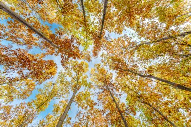 Batan güneşin yaprakların ve dalların arasında parladığı sonbahar ormanı. Doğa, ormancılık, ağaçlar, yaşam alanı, çevre ve sürdürülebilirlik kavramları, masaüstü