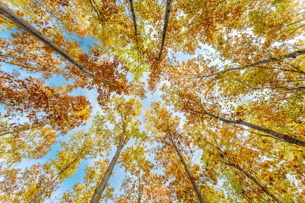 Batan güneşin yaprakların ve dalların arasında parladığı sonbahar ormanı. Doğa, ormancılık, ağaçlar, yaşam alanı, çevre ve sürdürülebilirlik kavramları, masaüstü