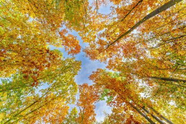 Batan güneşin yaprakların ve dalların arasında parladığı sonbahar ormanı. Doğa, ormancılık, ağaçlar, yaşam alanı, çevre ve sürdürülebilirlik kavramları, masaüstü