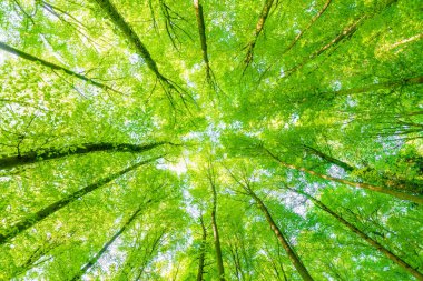 Batan güneşin yaprakların ve dalların arasında parladığı bahar ormanı. Doğa, ormancılık, habitat, çevre ve sürdürülebilirlik kavramları