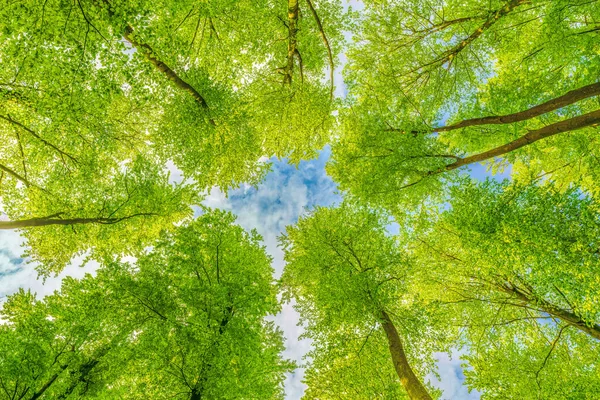 Batan güneşin yaprakların ve dalların arasında parladığı bahar ormanı. Doğa, ormancılık, habitat, çevre ve sürdürülebilirlik kavramları