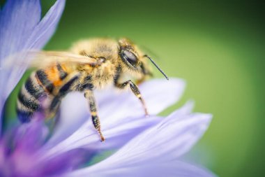Gerçek arılara ait olan Apis mellifera adlı batı bal arısı güzel mavi bir mısır çiçeğinden polen toplar.