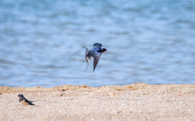 Ahır kırlangıcı dünyadaki en yaygın kırlangıç türüdür.