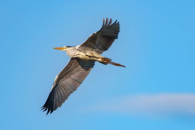 Uçan bir Gri Heron ardea cinerea