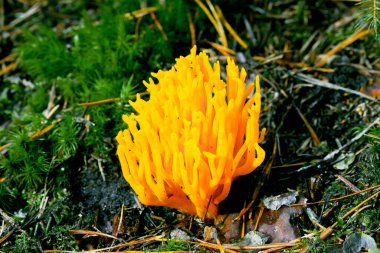 Orman mantarlarının sonbahar mevsiminde çimenlerdeki güzel yakın çekimi. Güz Ormanı 'nda yetişen taze mantarlar. Ormanda mantar ve yapraklar. Mantar toplama konsepti. Sihirli