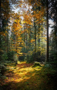 Batan güneşin yaprakların ve dalların arasında parladığı sonbahar ormanı. Doğa, ormancılık, ağaçlar, yaşam alanı, çevre ve sürdürülebilirlik kavramları, masaüstü