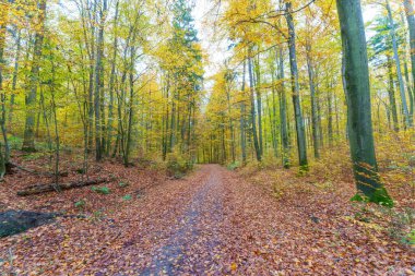 Batan güneşin yaprakların ve dalların arasında parladığı sonbahar ormanı. Doğa, ormancılık, ağaçlar, yaşam alanı, çevre ve sürdürülebilirlik kavramları, masaüstü