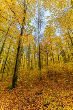 Batan güneşin yaprakların ve dalların arasında parladığı sonbahar ormanı. Doğa, ormancılık, ağaçlar, yaşam alanı, çevre ve sürdürülebilirlik kavramları, masaüstü