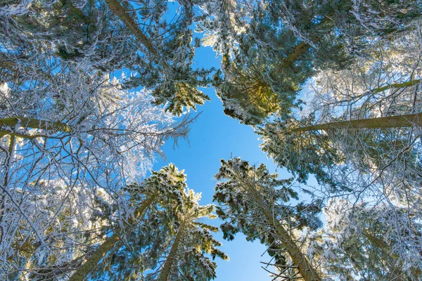 Paisagem Invernal Com Rima Nas Árvores Com Céu Azul Escuro Imagem De Stock