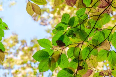 Yere düşen renkli sonbahar yaprakları. Sarı, turuncu, yeşil ve kırmızı sonbahar yaprakları.