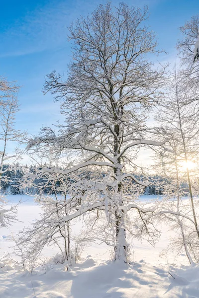 Swedish winter scene with ice, snow and parts of a lake and plants. GoranOfSweden