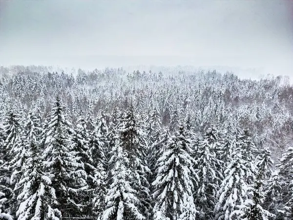 aerial view of forest covered with snow ,birds eye view