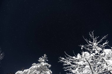 Parlak yıldızlı güzel gece gökyüzü, karlı ağaçlar.
