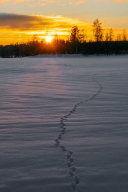 Orman ve güneşli güzel karlı kış manzarası. Ormanın panoramik manzarasında kış günbatımı. Güneş karla kaplı ağaçların arasından parlıyor.