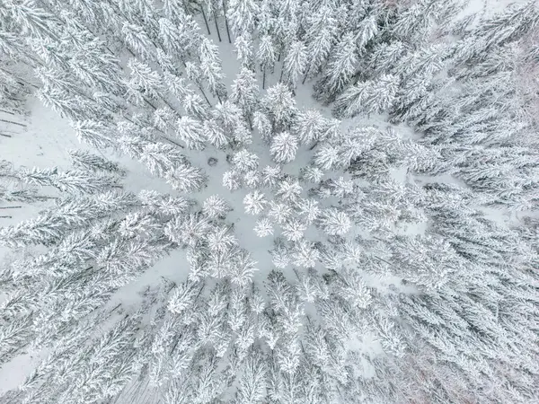 aerial view of forest covered with snow ,bird\'s eye view