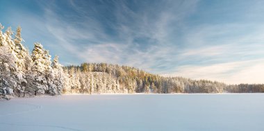 Orman ve güneşli güzel karlı kış manzarası. Ormanın panoramik manzarasında kış günbatımı. Güneş karla kaplı ağaçların arasından parlıyor.