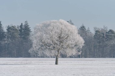 Kışın kırsal bir alanda kocaman bir karlı ağaç.