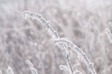 Hoar Frost veya Donmuş Dal. Yaklaş ve izole et. Mükemmel yaratım. Bulanık arkaplan.