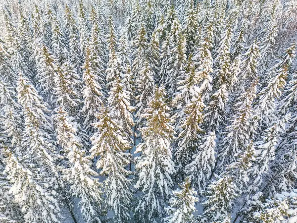 aerial view of forest covered with snow ,birds eye view