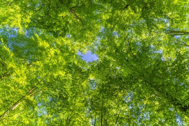 Ağaçlara doğru harika bir manzara gökyüzü, güneş yıldızları, taze yeşil ve mavi gökyüzü, ağaçların tepeleri.