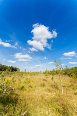 Parkta mavi gökyüzü manzarası olan güzel bir göl kenarı.