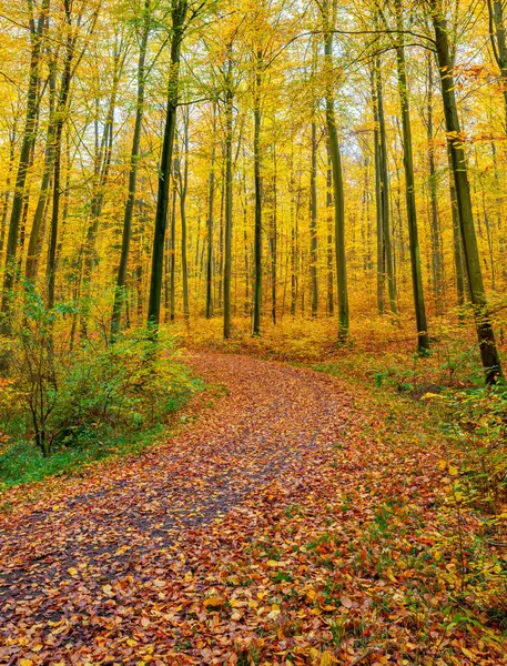 Batan güneşin yaprakların ve dalların arasında parladığı sonbahar ormanı. Doğa, ormancılık, ağaçlar, yaşam alanı, çevre ve sürdürülebilirlik kavramları, masaüstü