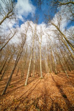 Ağacın içinden ağaç gövdesinin detaylarına ve kışın mavi gökyüzüne bakıyorum.