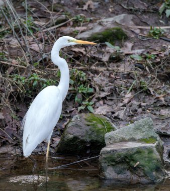 The Great Egret Ardea alba, also known as common egret, large egret or great white heron , is a large, widely distributed egret. Distributed across most of the tropical and warmer temperate regions. clipart