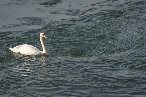 Graceful white swan swims on a lake with dark water. The white swan swims towards a whirlpool. The mute swan, Cygnus olor