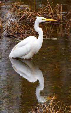 The Great Egret Ardea alba, also known as common egret, large egret or great white heron , is a large, widely distributed egret. Distributed across most of the tropical and warmer temperate regions. clipart