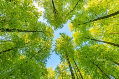Yeşil, gösterişli orman baharda güneş ışığıyla görünüyor..