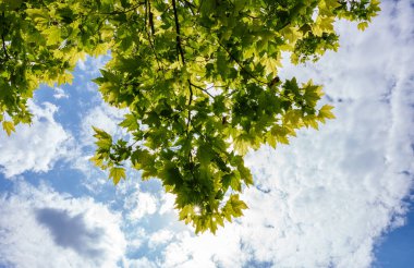 Yeşil, gösterişli orman baharda güneş ışığıyla görünüyor..