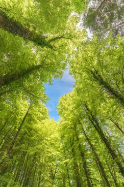 Yeşil, gösterişli orman baharda güneş ışığıyla görünüyor..