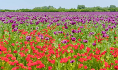 Tarlada pembe ve kırmızı çiçekli bitkilerin manzarası