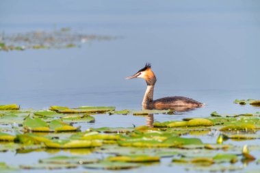 Büyük ibikli yunus balığı, gölde yüzen ördeğin yakın çekimi - stok fotoğrafı