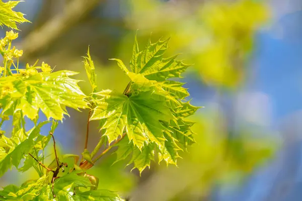 Maple leaves brighten with the sun in the forest on a sunny day - stock photo