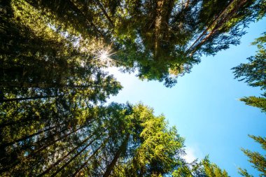 Batan güneşin yaprakların ve dalların arasında parladığı bahar ormanı. Doğa, ormancılık, habitat, çevre ve sürdürülebilirlik kavramları