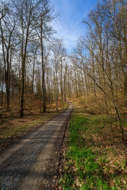 Yeşil yapraklarla kaplı, bulutlu bir gökyüzünün altında, sık bitki topluluğunun içinden geçen toprak yolu olan doğal bir manzara.