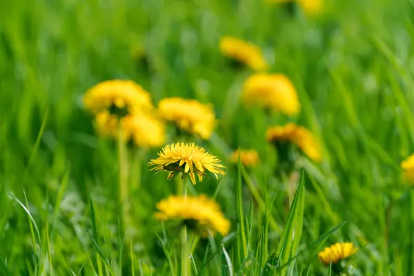 A cluster of yellow dandelions, herbaceous plants with bright petals, are flourishing amidst the grass in the vast field, adding color to the terrestrial plantfilled landscape